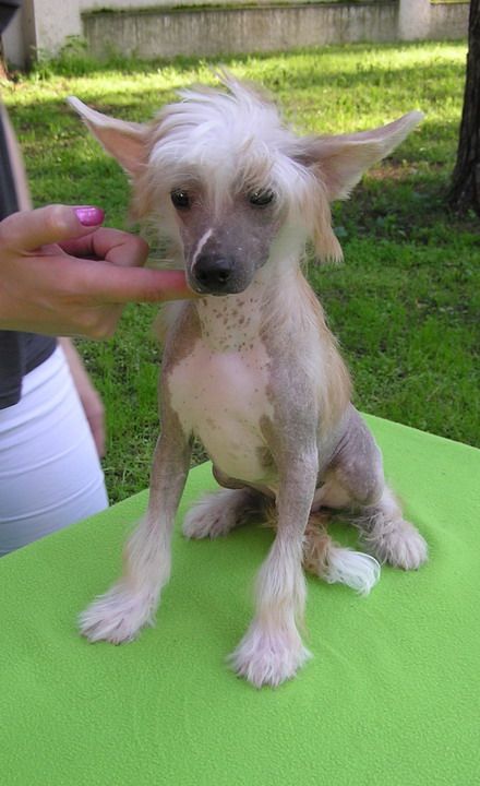 Dogland Happy Unik Gay