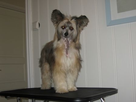 Rimabra's Viva Carmella