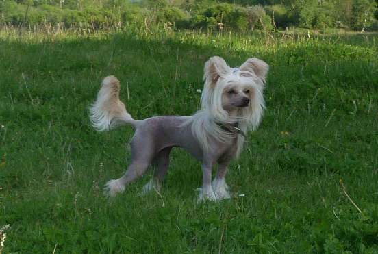 Rus Terra O De Lanka