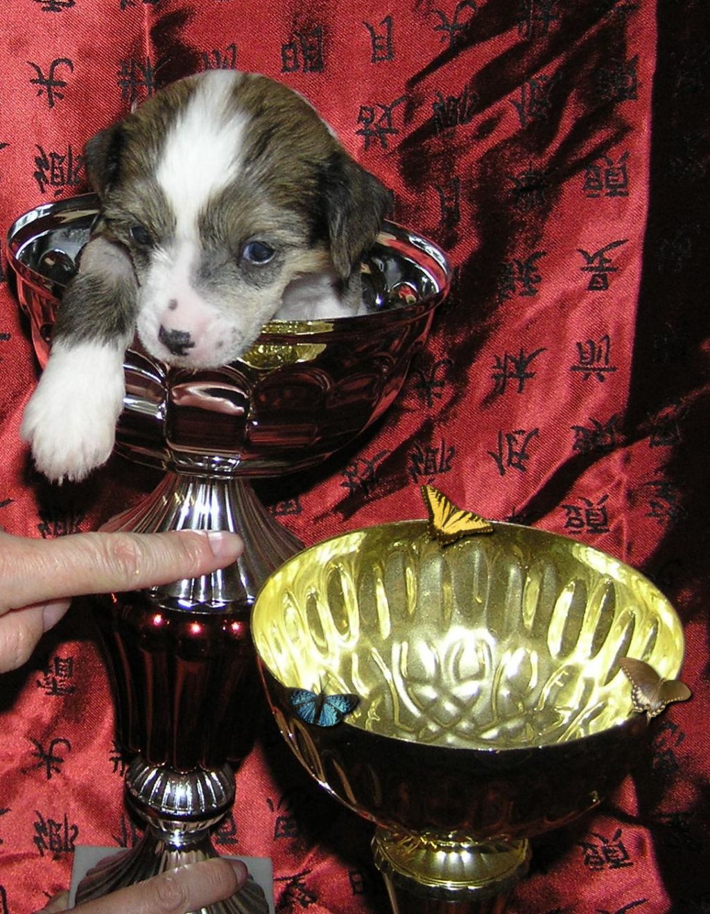 Vivat Sanraiz Askold Rus Foreva 