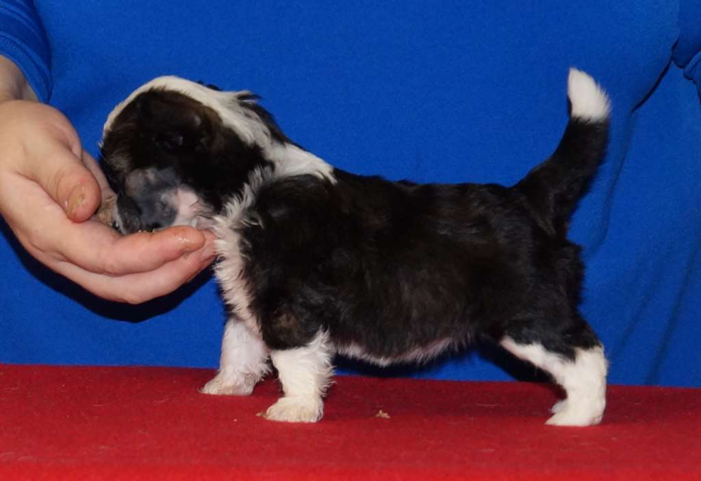 Sun Dan Dazzling Diva