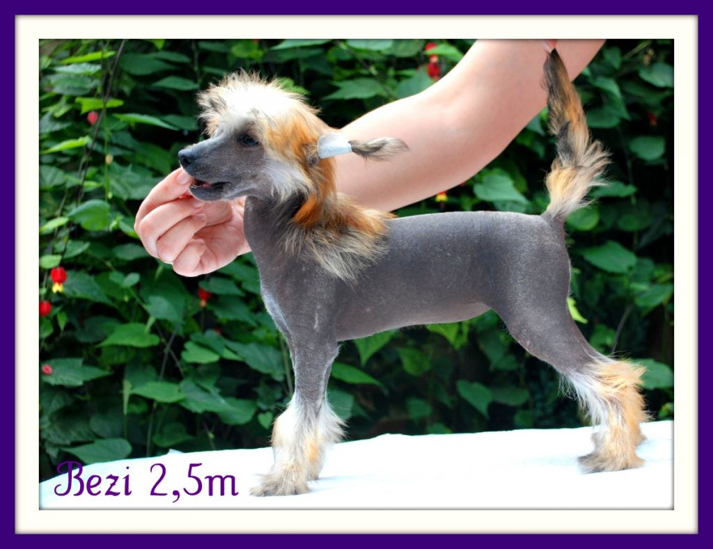 Aretxagako Ametsa Bezi