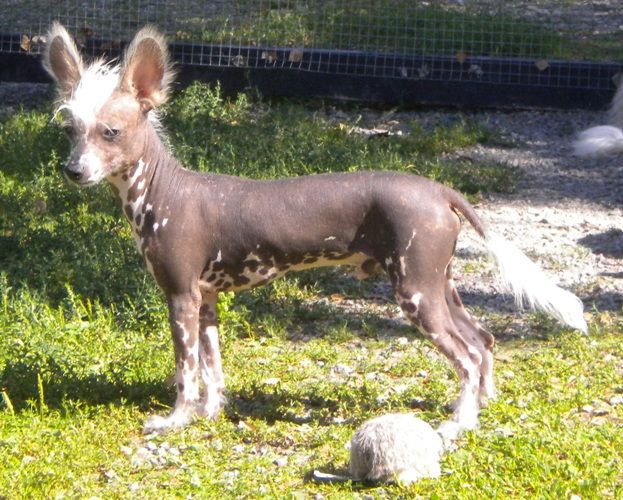 BarbieDolls Eleganta Ernst