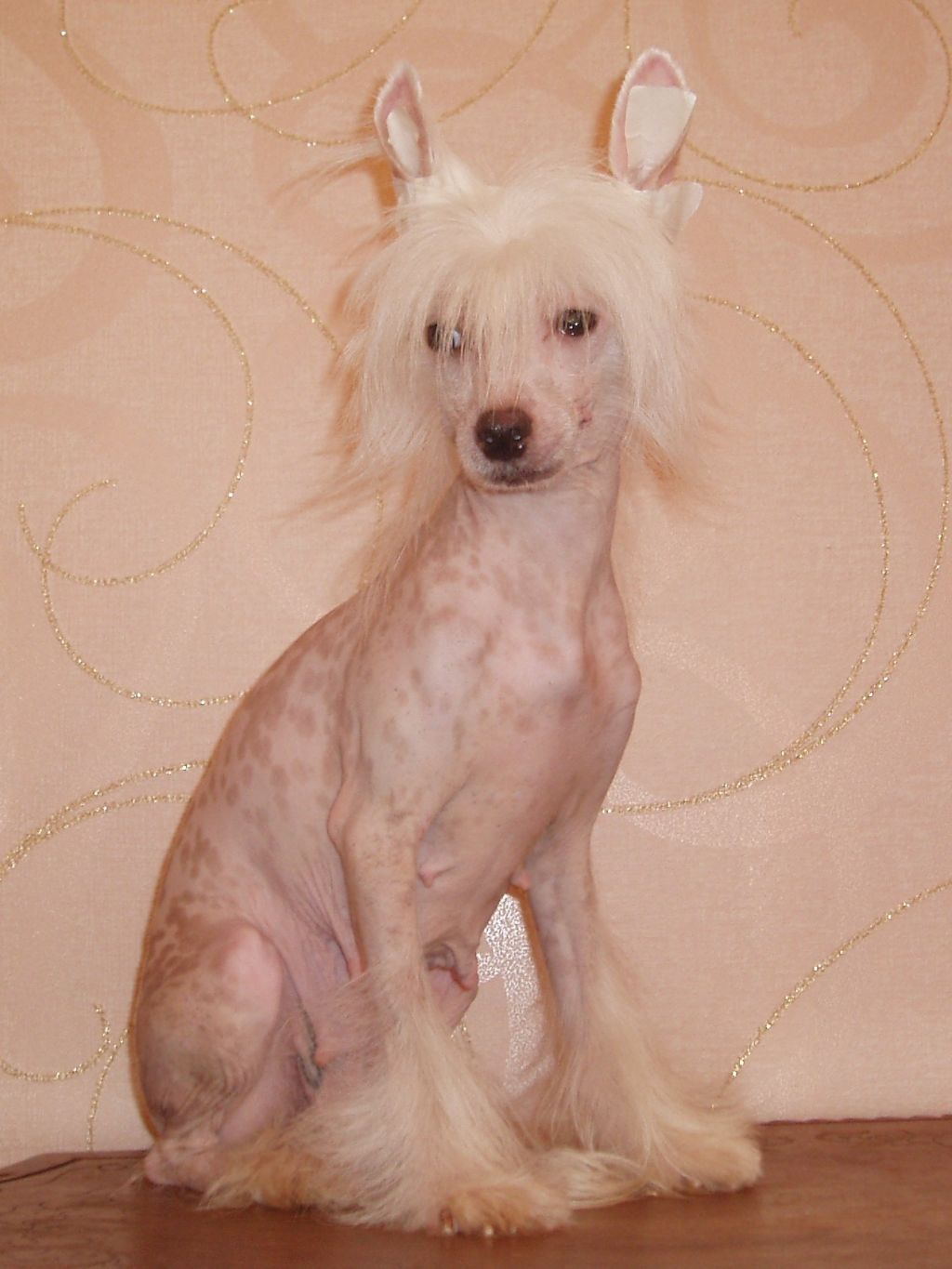 Olegro Katrin Pastila