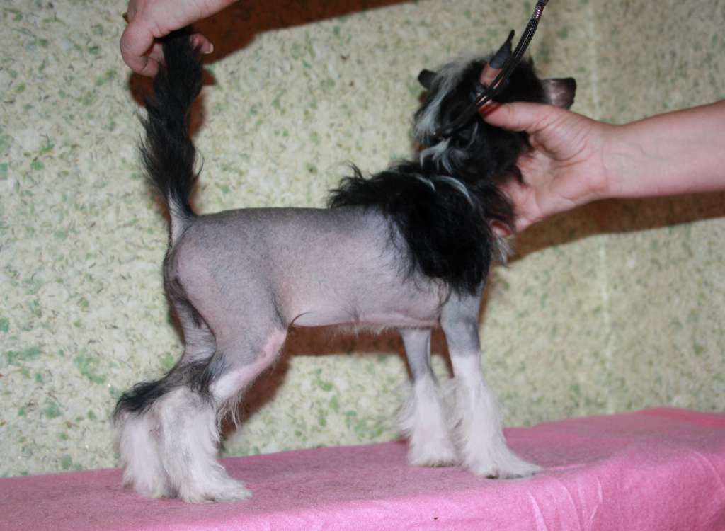 Tsvetomira Pati Tu Miks