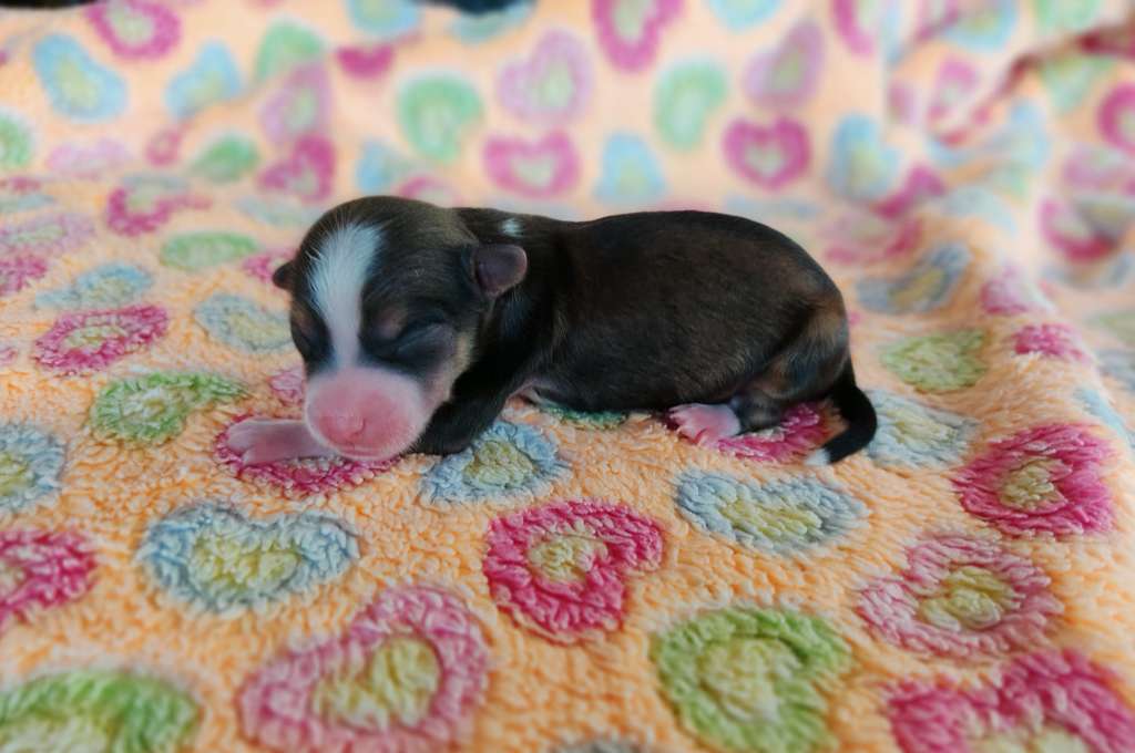 Little Dog Of Dream Rafale