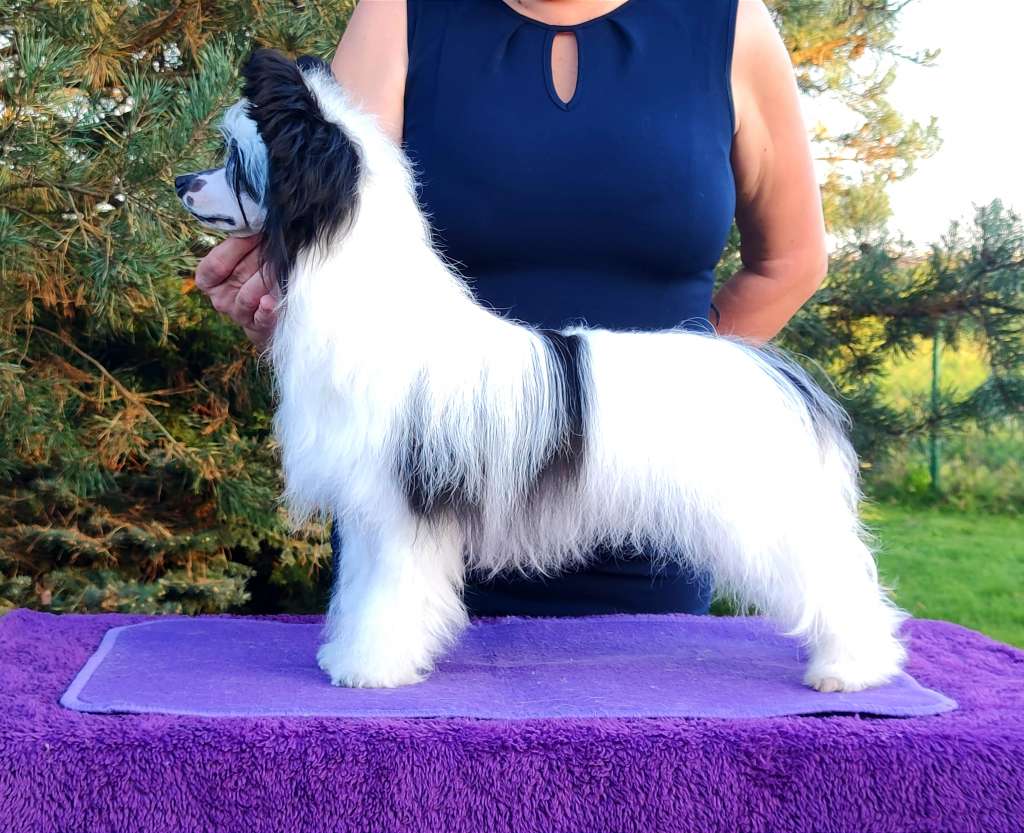 Dakota Rose Black Diamond On Crystal Ice