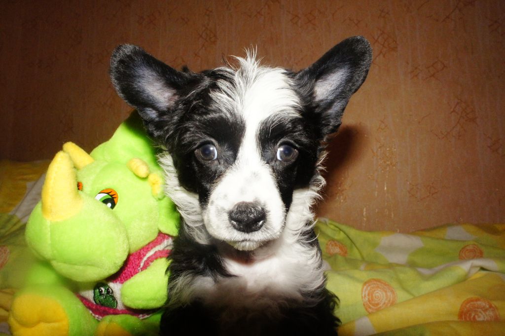 Ilaydgo Prince Vetra