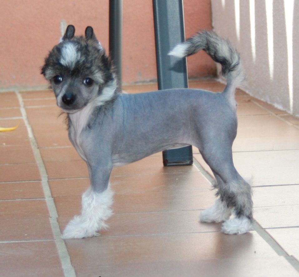  A Dream Come True De Sothis.