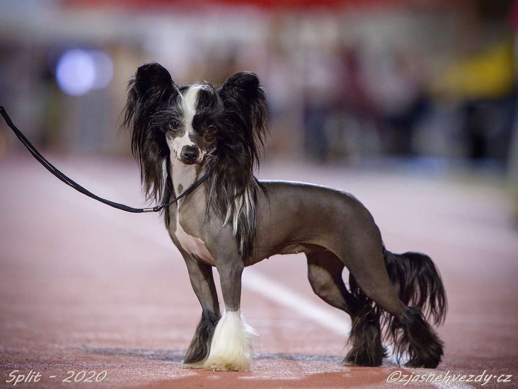 Victoria z Jasne hvezdy