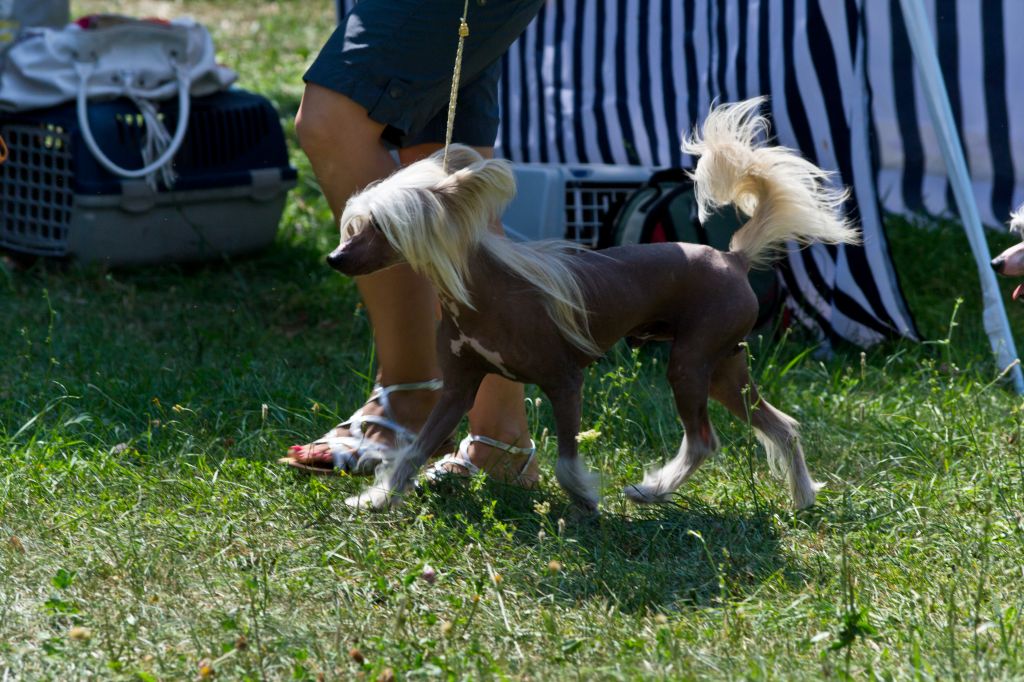 Hohlatiy glamour Banderos