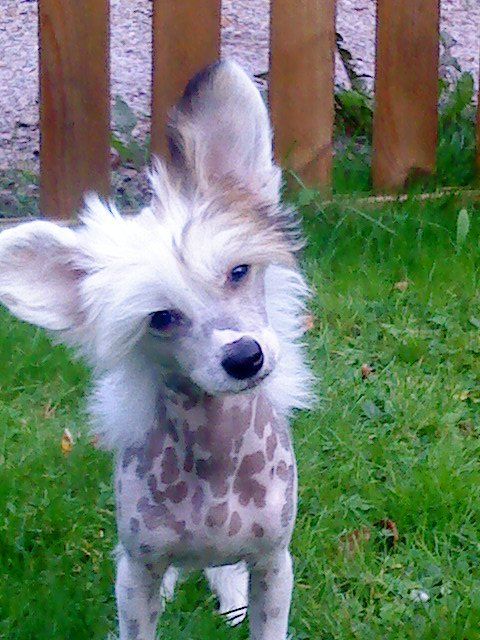 Neddies Alfons The First