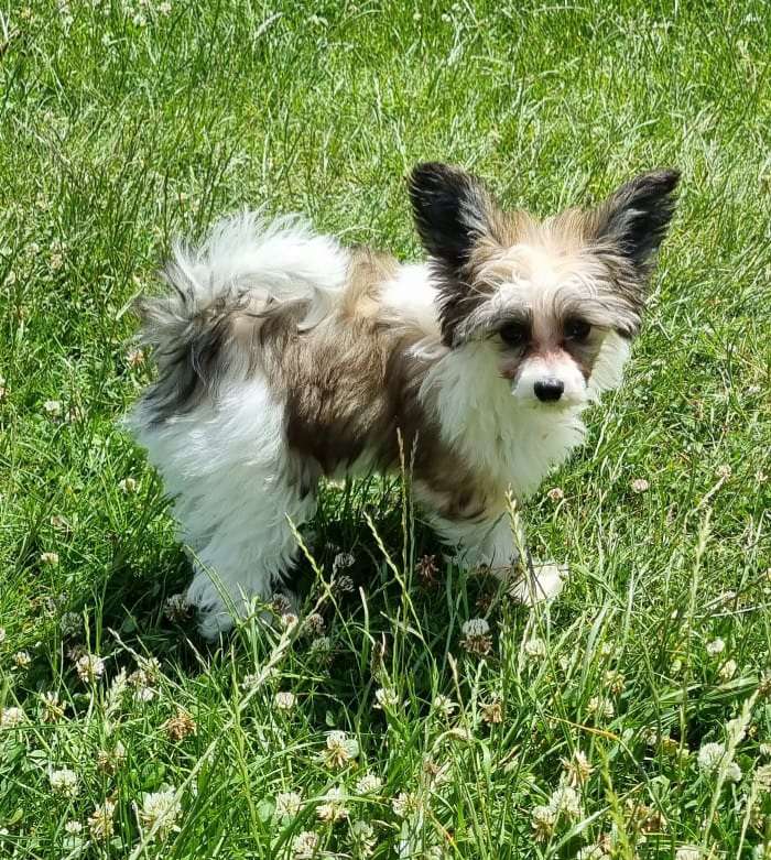 Iriss Independent z Jaromerského panství