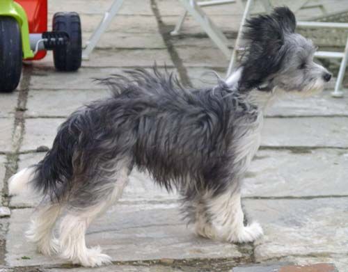 Kenmilleven Fenghuang