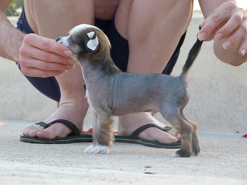 Albus de Saphire Star Soul