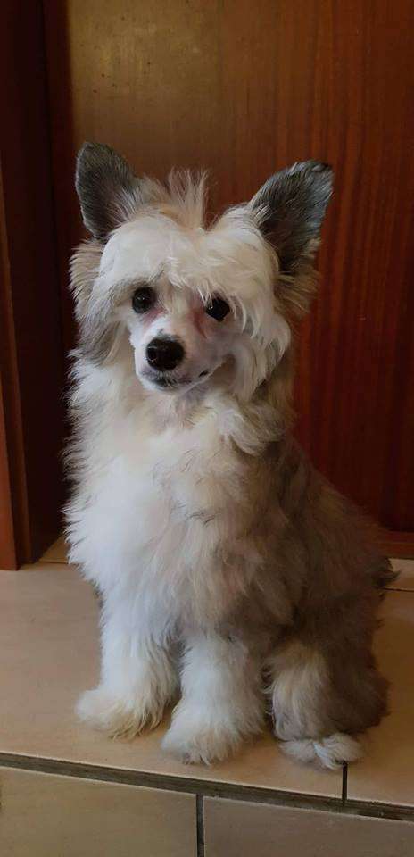 Cresternal Cover me with Sprinkles