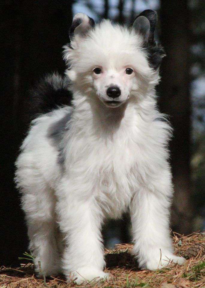 NODI z Gwiazd Kasjopei