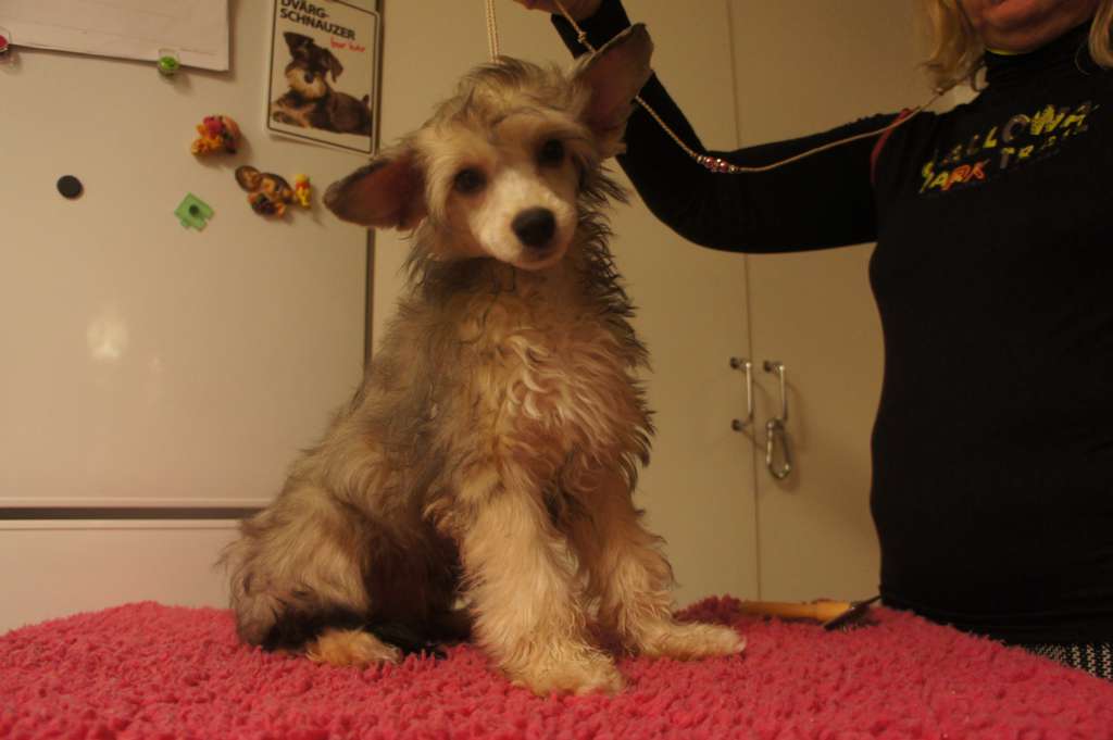 Ying Yang's East Of Eden