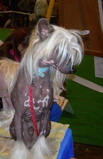 Clawin Lune Milfra-Moravia