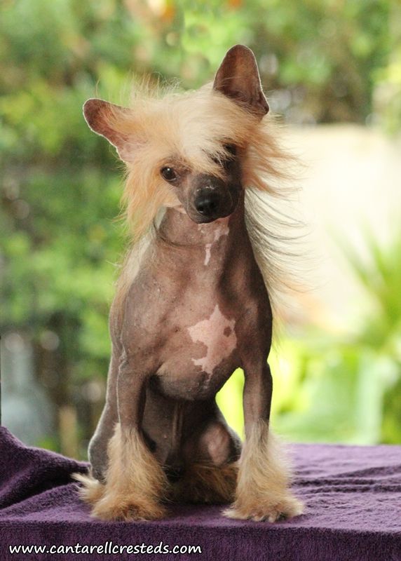 Ferguel Technology (martinez)