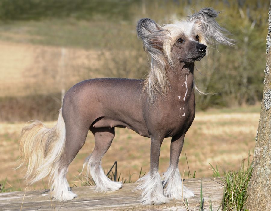 Sunstreaker Blatantly Unveiled