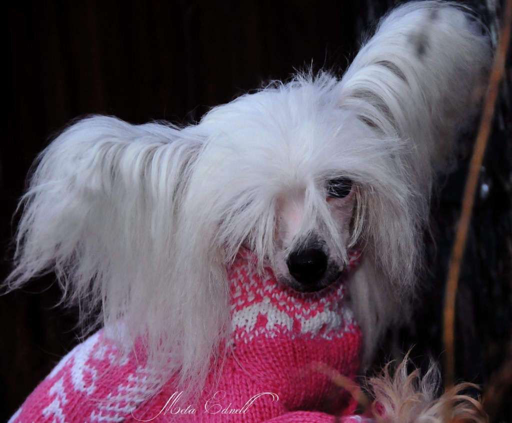 Blendverk's April Rose