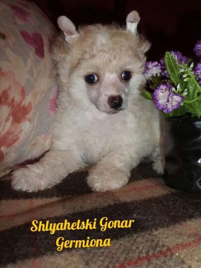 Shlyahetski Gonar Germiona