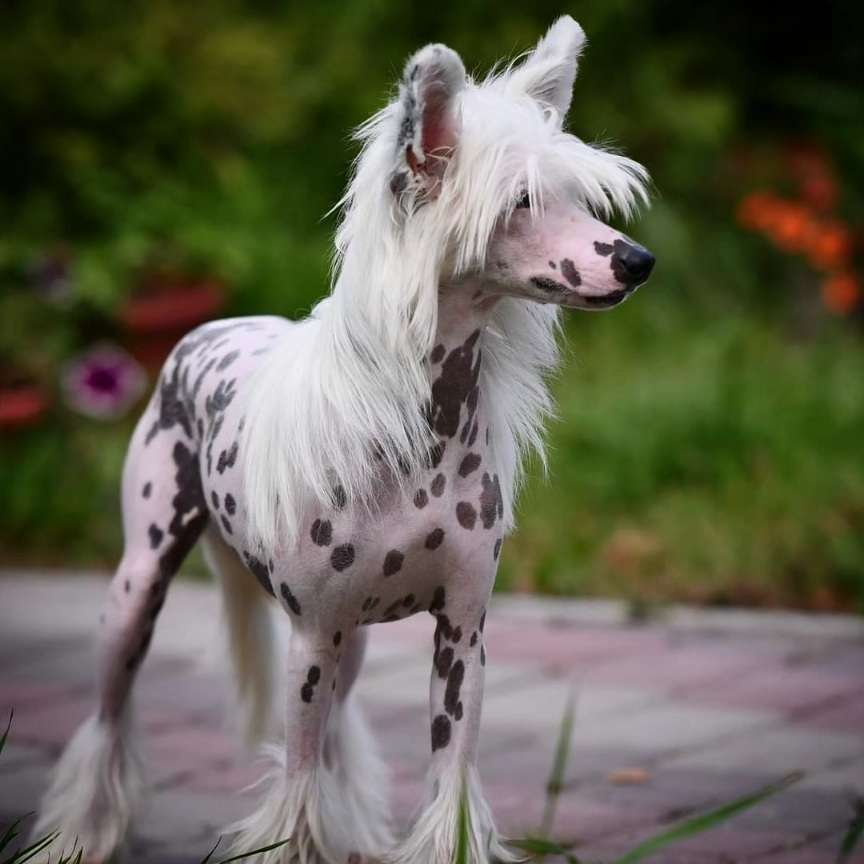 Little Dog Of Dream Vivy