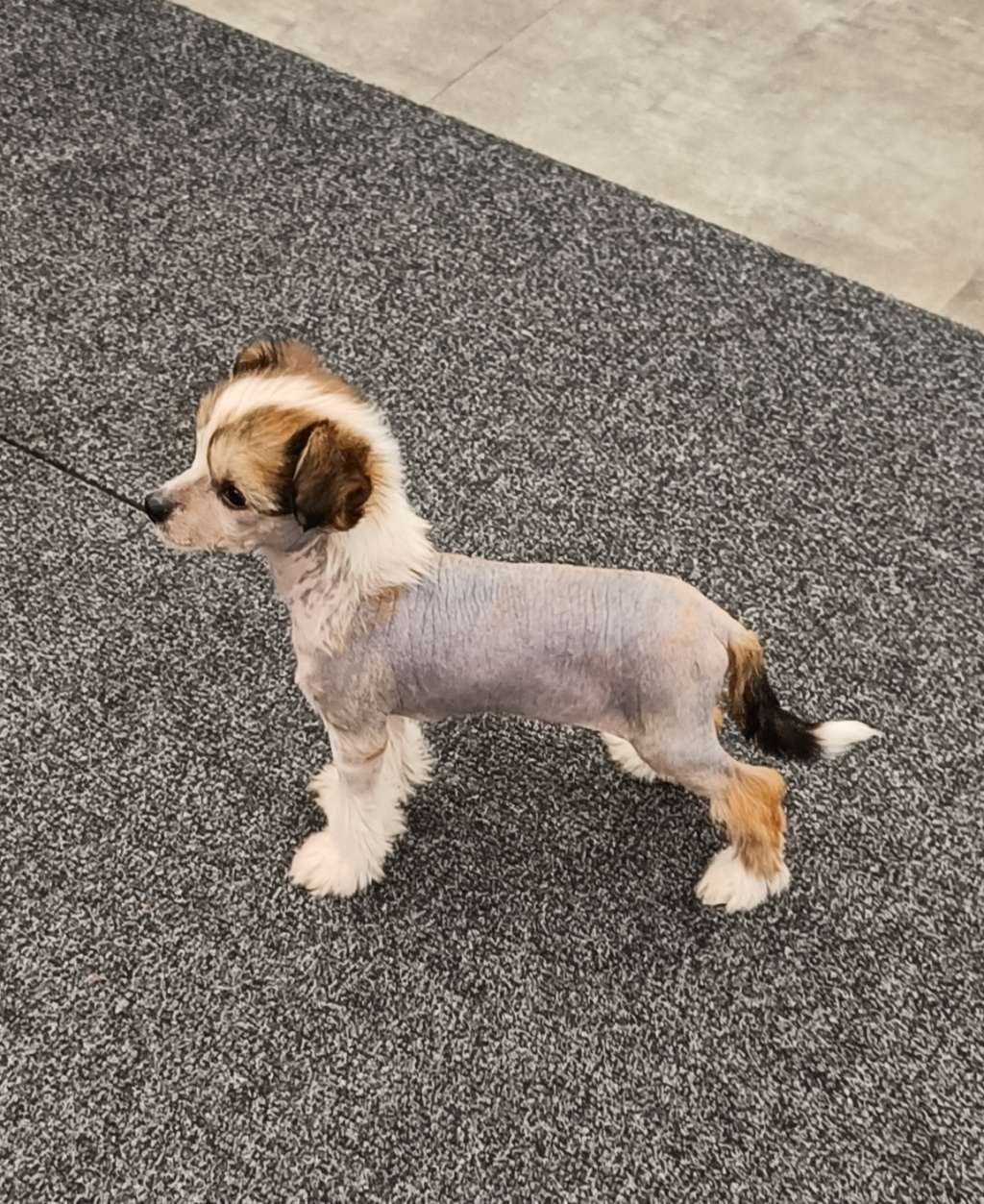 Joyway's Follow Your Shadow