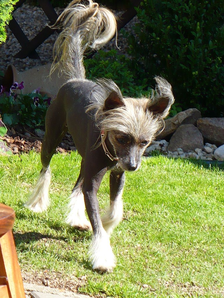 Bea Black Pearl ar Arenis Marri