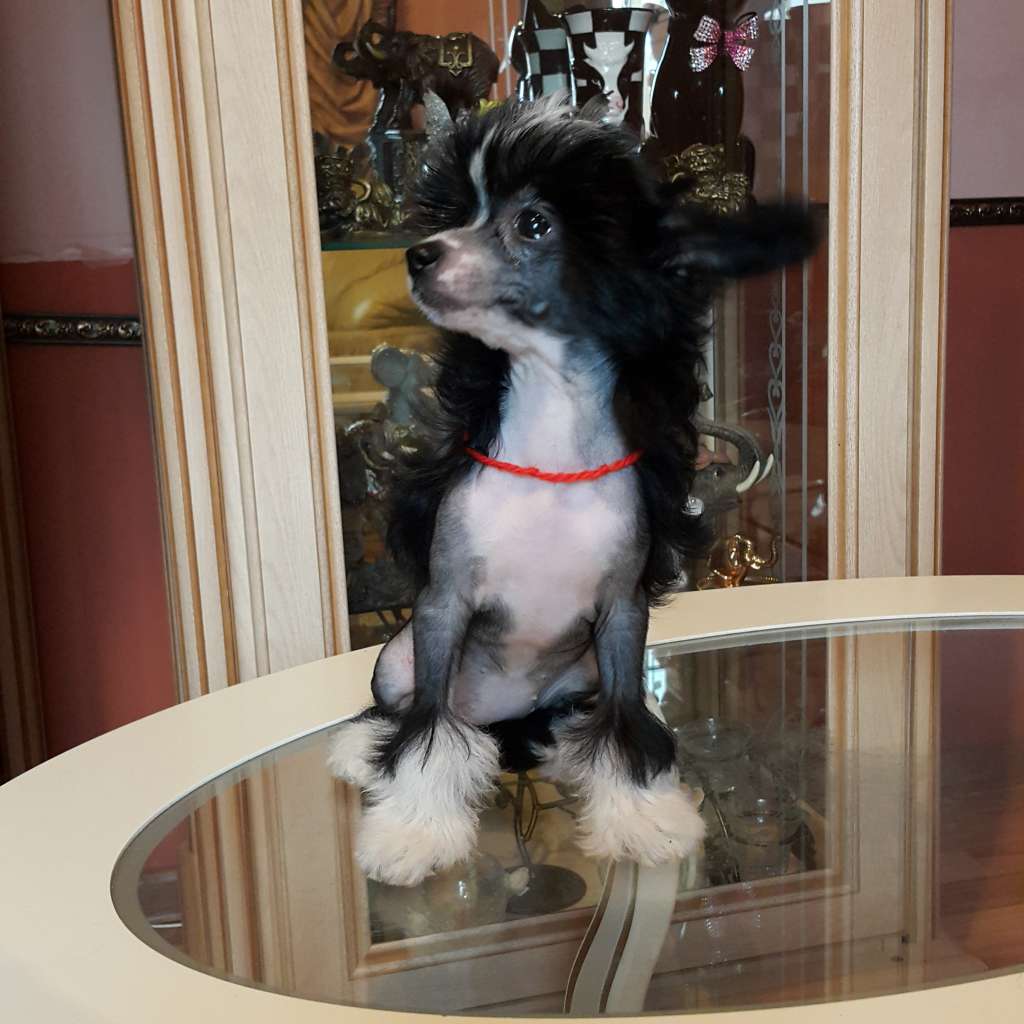 Vellar Pljus Lady Number One