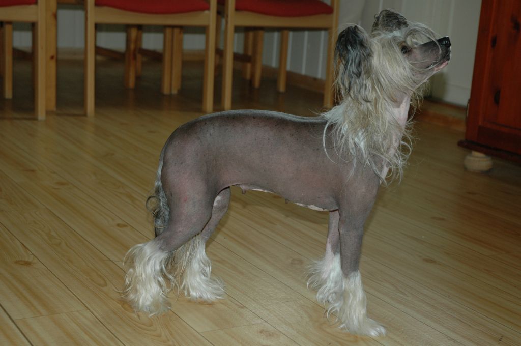 Trønderpia's Dynamic Dragon