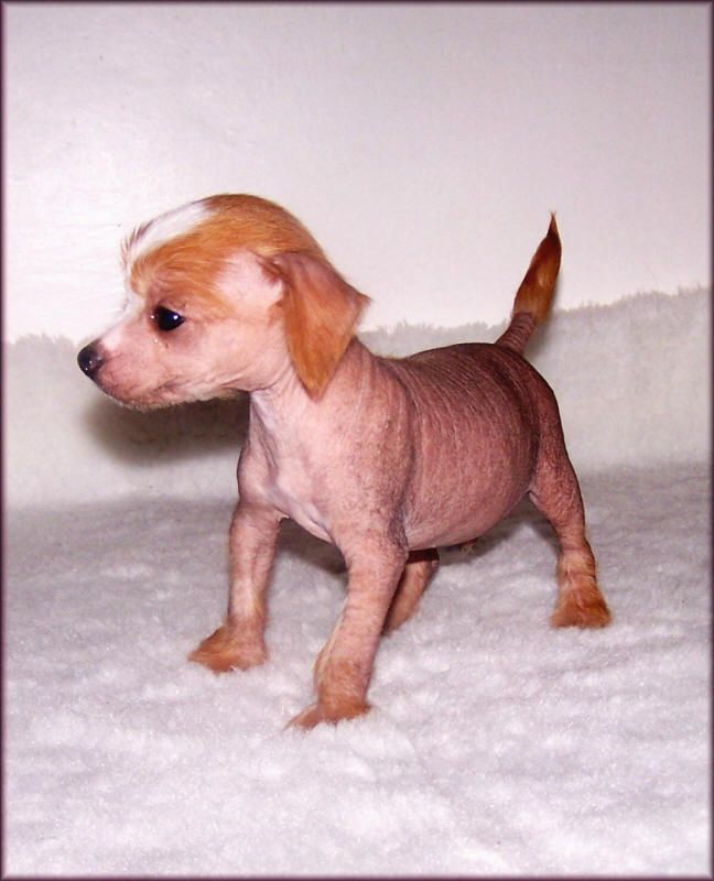 Karlson Kalis z Treste