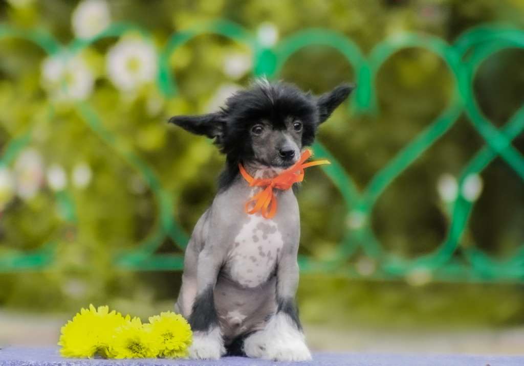 Marydance Joker In Hand