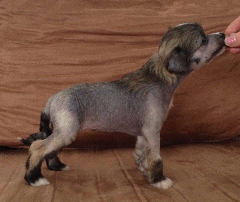 Bemu's Going Gets Tough