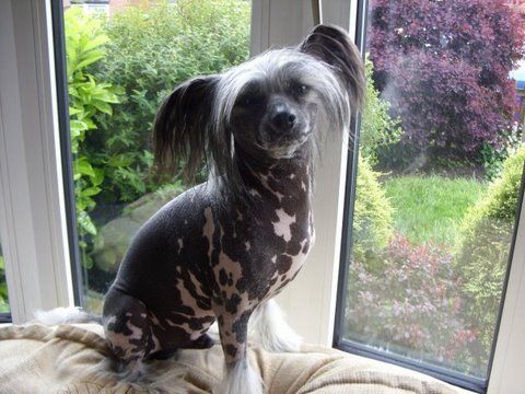 zerachiel rock and roll hero