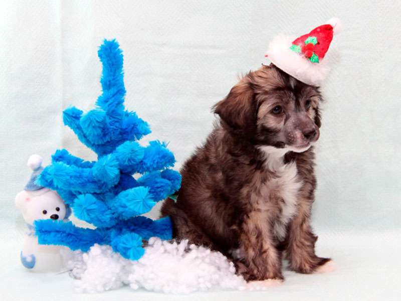 Sky Miracle Rafael Teddy Bear