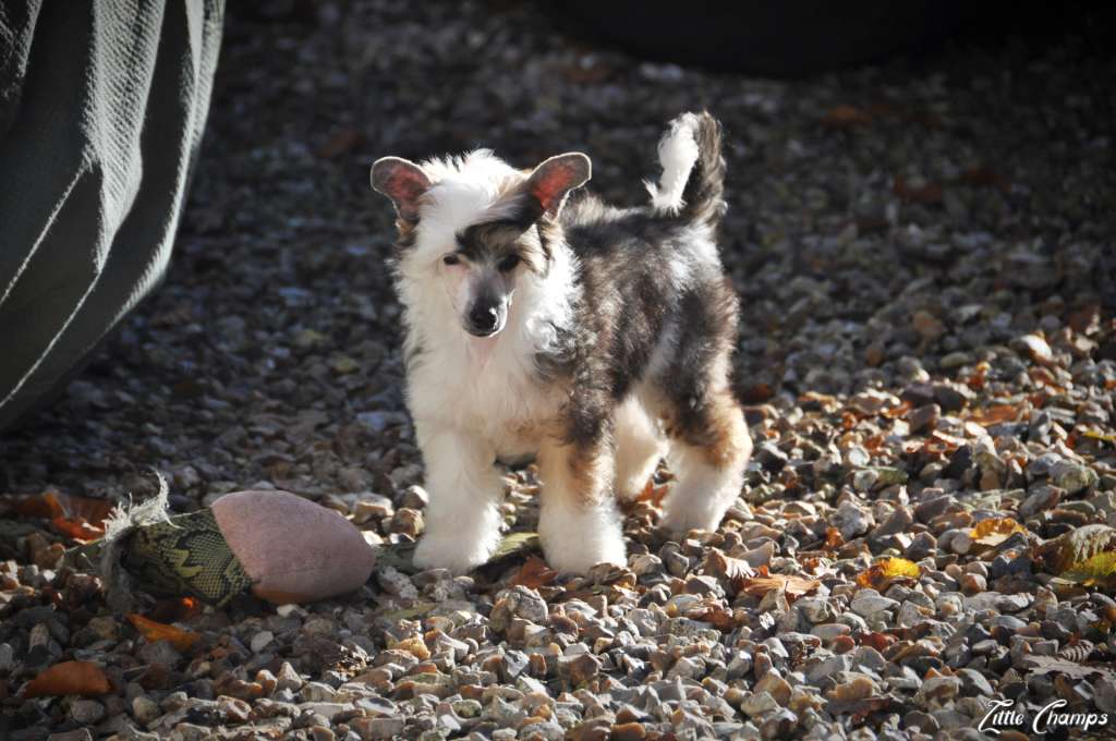 Veyron Little Champs