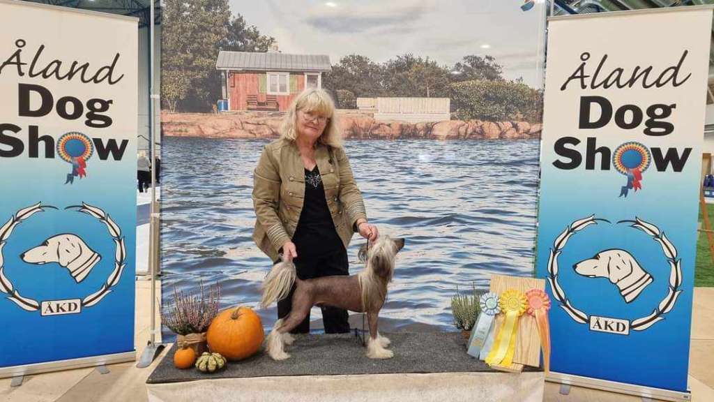 Tournais Son of a Biiiip