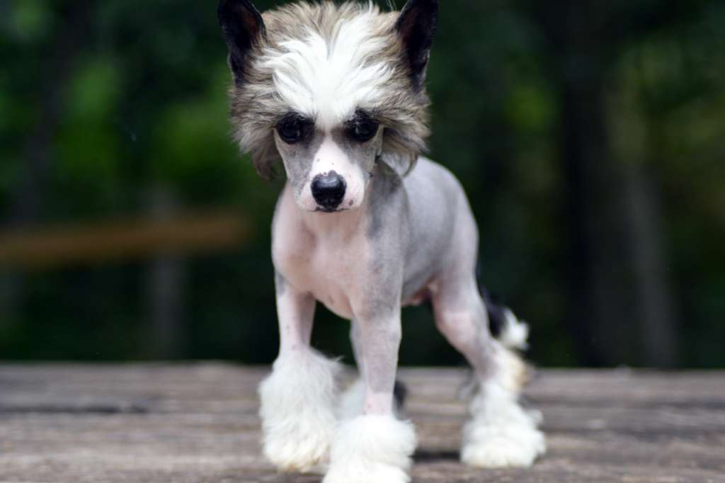 Hundtassens Wild Pocahontas