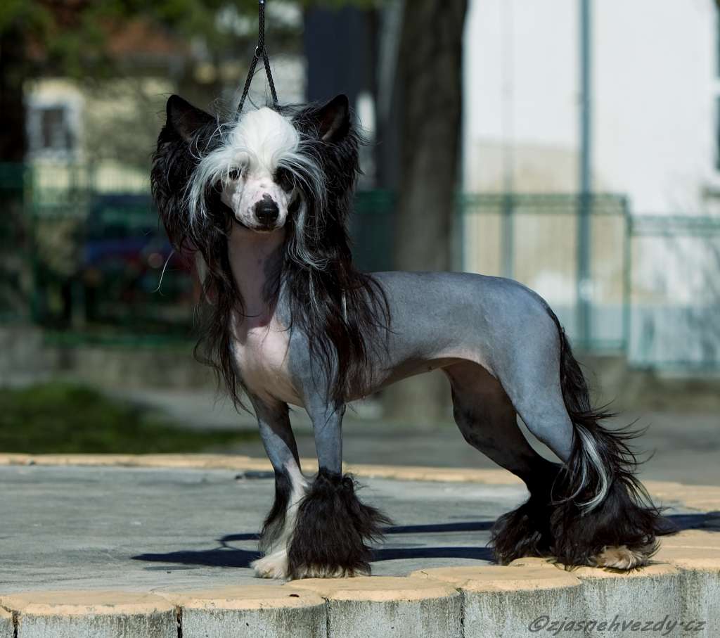 Yam Mey's  Cheesecake