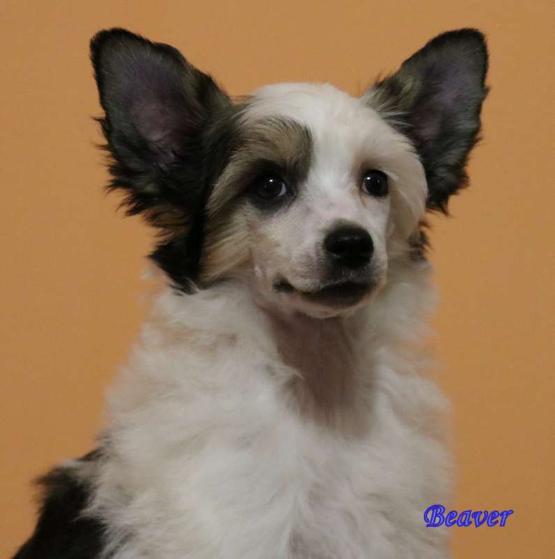 Beaver powder Ankadi