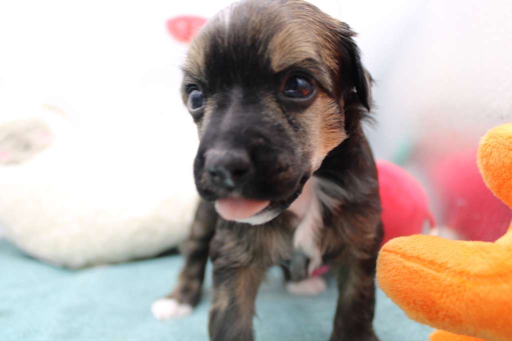 Umberto Sweet Love of Mine