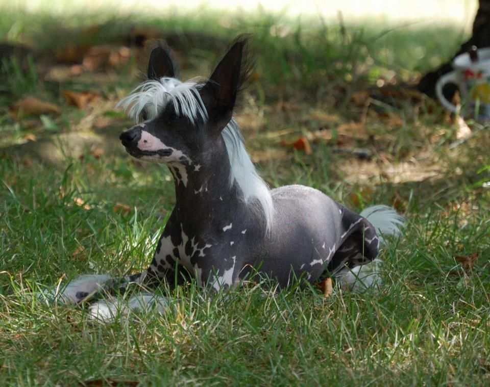 Yunao's Jorika Jil Jadou