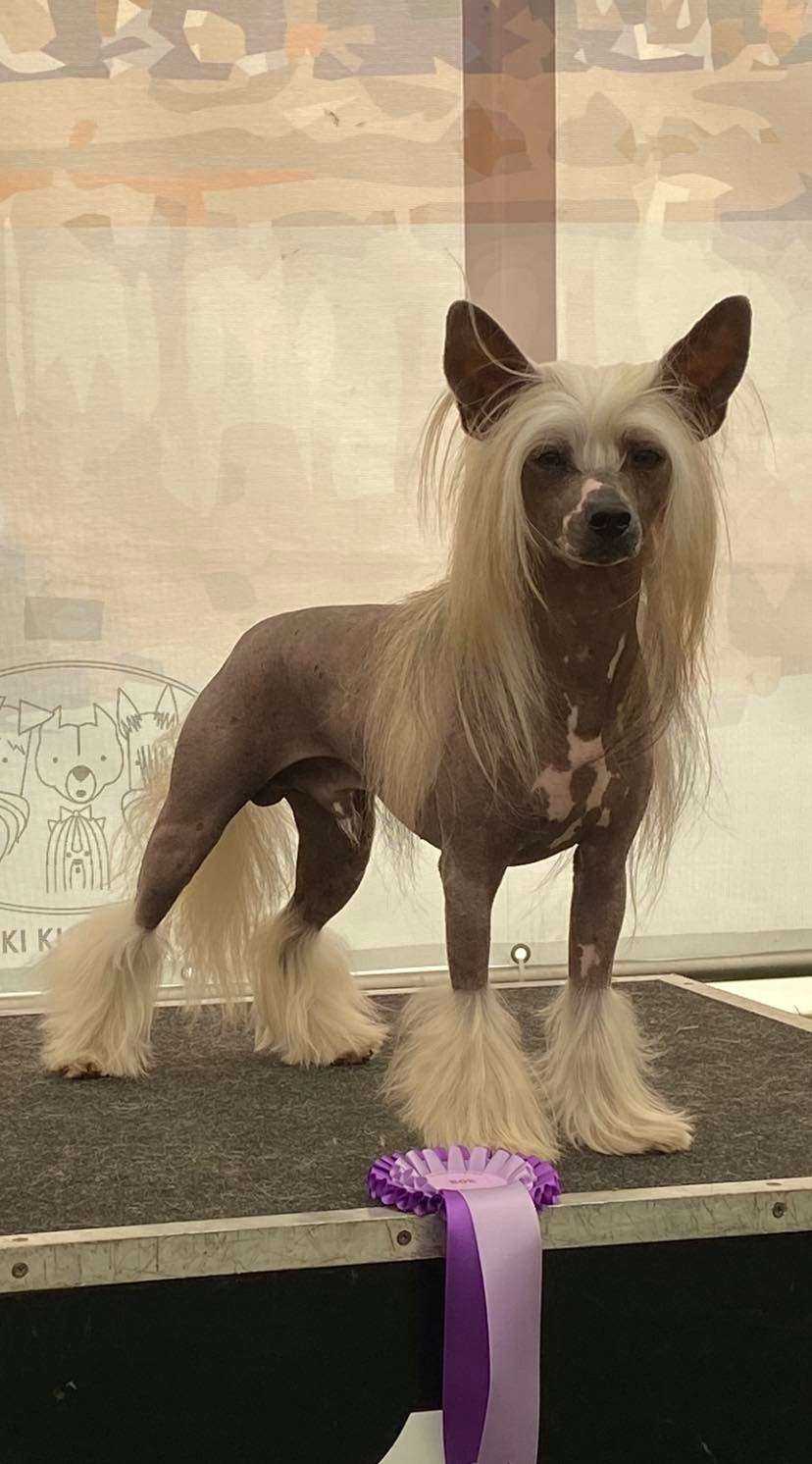 Caribbean Criollo Solsburry Hill