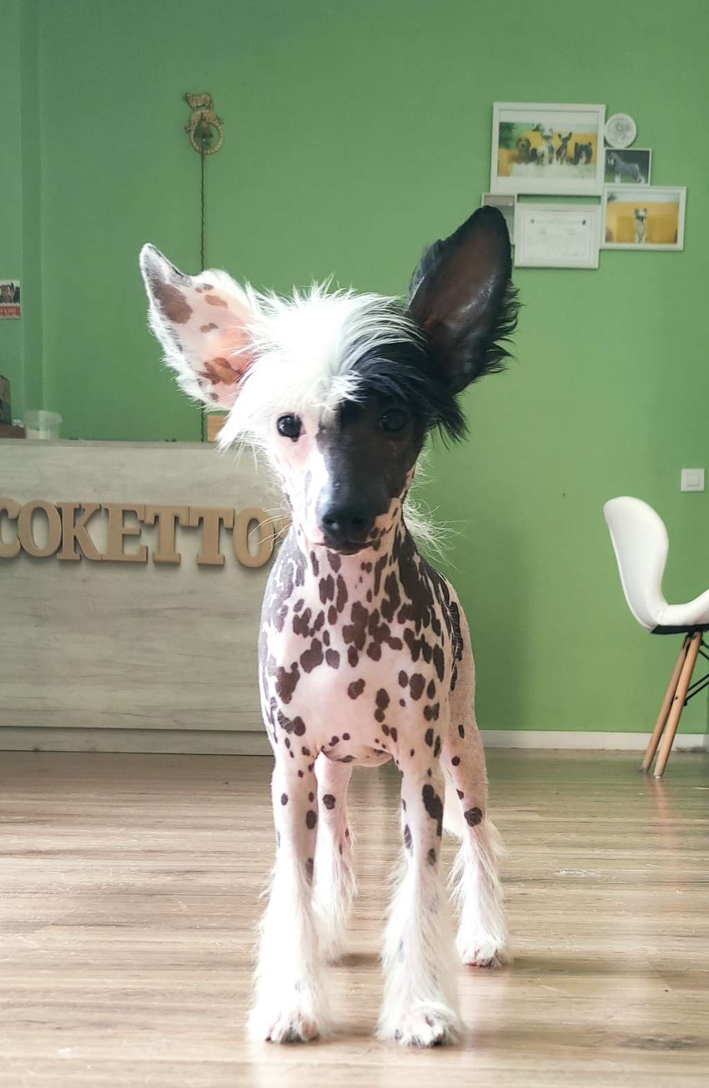 Apaloosa De Tropic Land