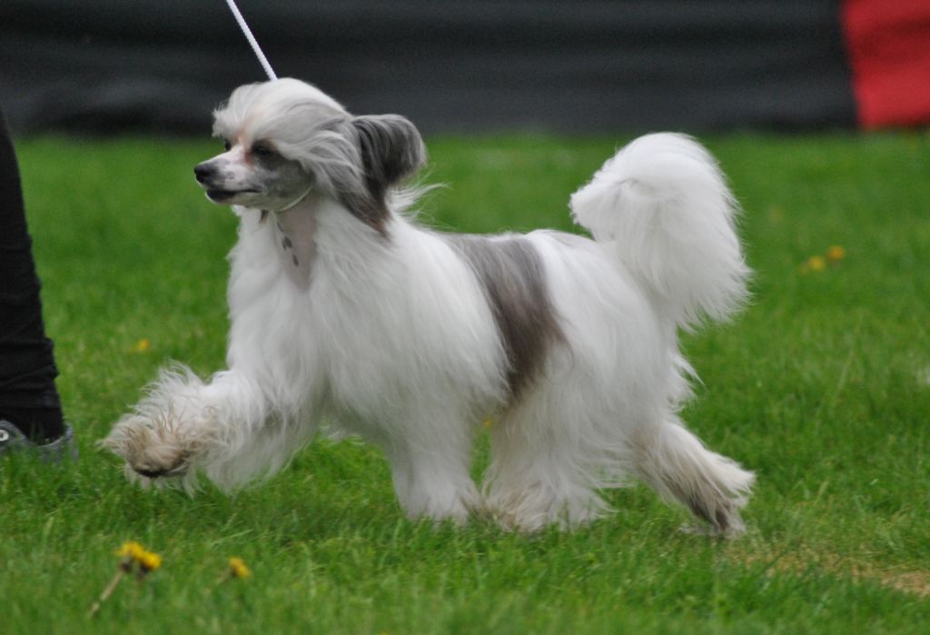 Kalimera's Johnny B Goode