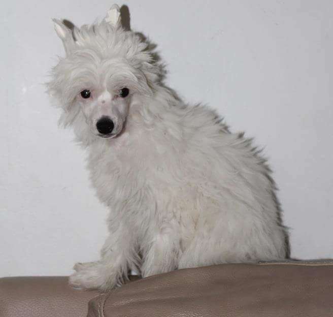 Zhannel's Humpin Around