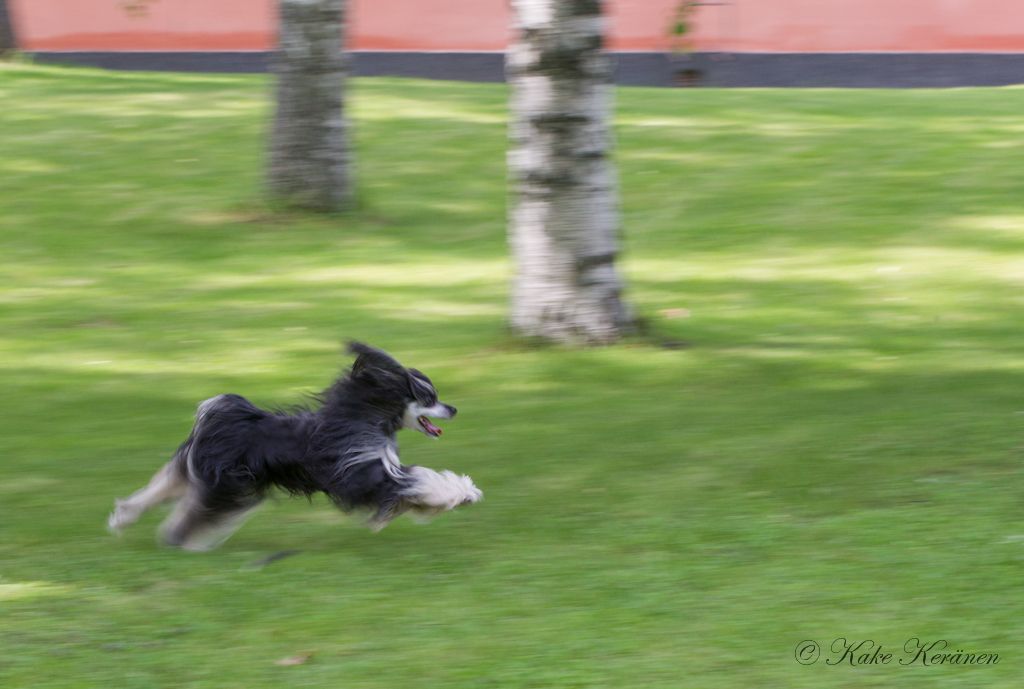 Kaunisvirran Ritari Ässä