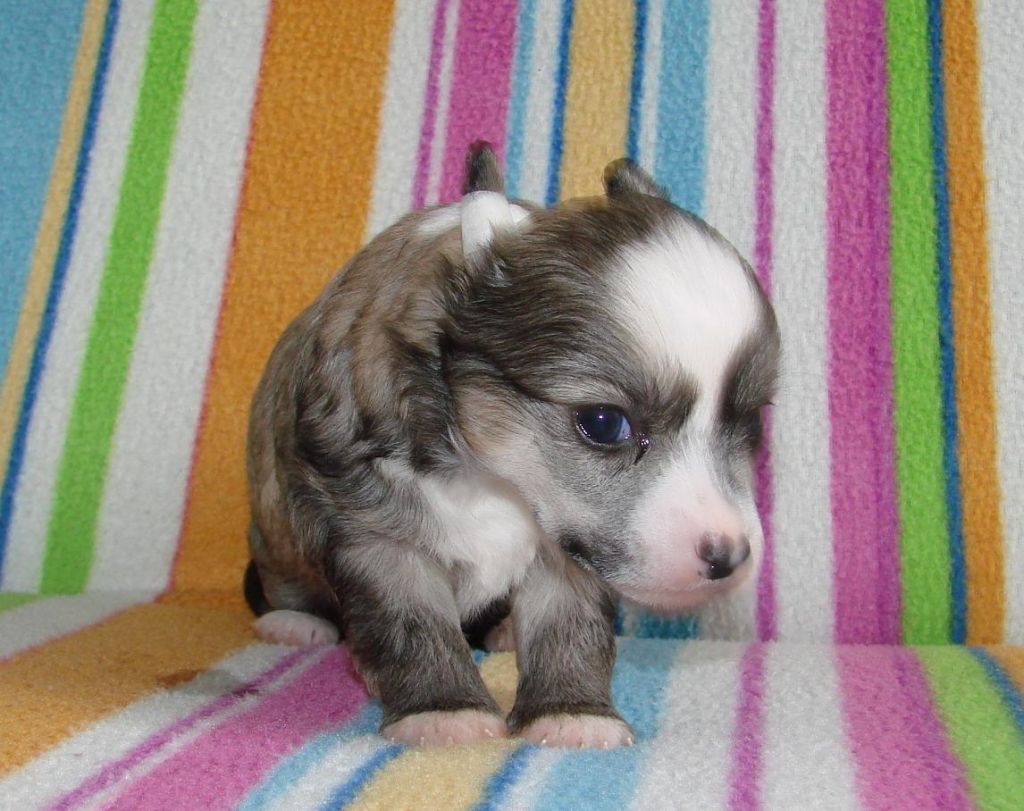 CARAMELO sweet Chose Savente